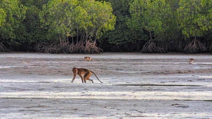 Koh Lanta: Romantic Sunrise Private Gondola Tour - Wildlife odds: macaques, birds, and why you should enjoy the “maybe”