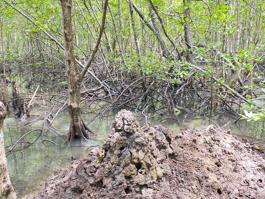 Koh Lanta:Mangrove + Elephant Camp Half Day Tour - Guide quality is part of the experience