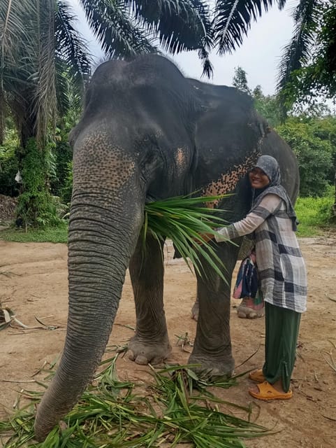 Koh Lanta:Mangrove + Elephant Camp Half Day Tour - Quick practical tips that can make the day smoother