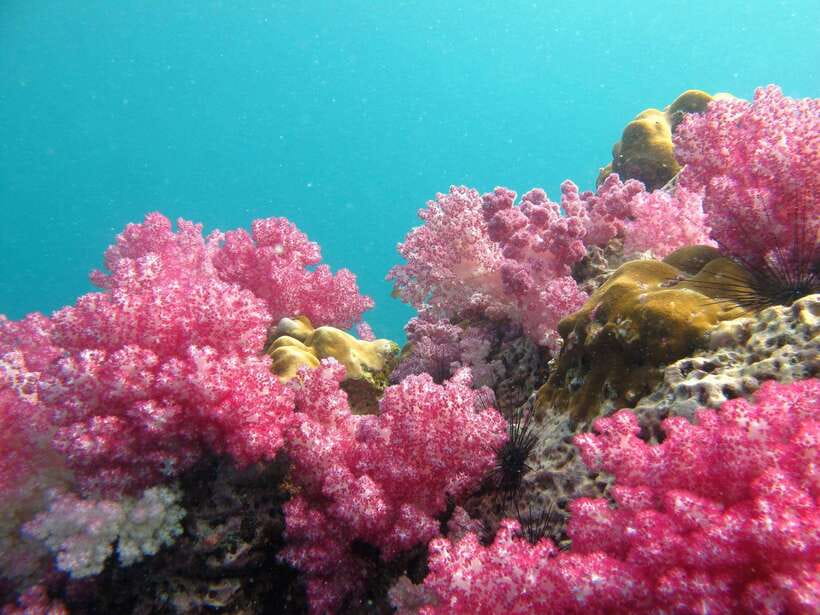 Koh Lipe: 5 Island Snorkeling Trip by Longtail Boat w/ Lunch - Key things to know before you go
