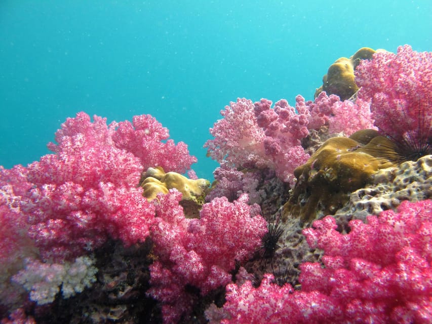 Koh Lipe: 5 Island Snorkeling Trip by Longtail Boat w/ Lunch - Who this snorkeling day suits best (and who should skip it)