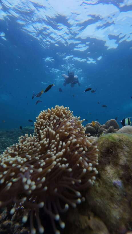 Koh Lipe: Half-Day Snorkelling Trip To 4 Islands 5 Points - Key Things You’ll Notice on This Koh Lipe Snorkel Trip