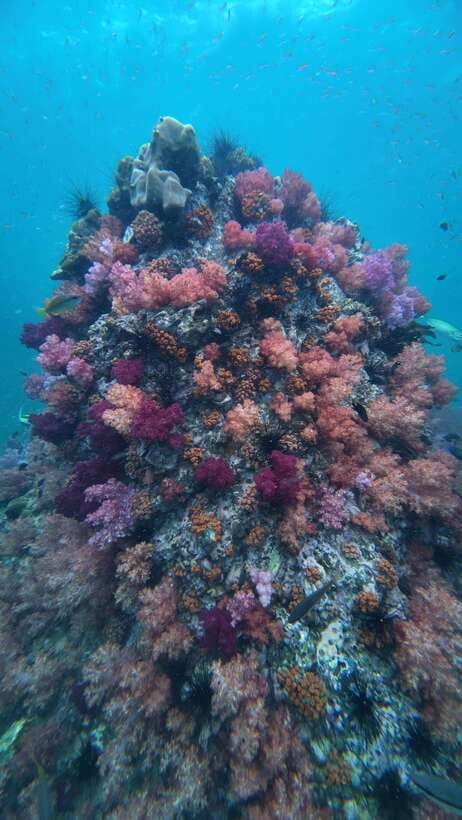 Koh Lipe: Half-Day Snorkelling Trip To 4 Islands 5 Points - Why This Half-Day Schedule Works So Well in Koh Lipe