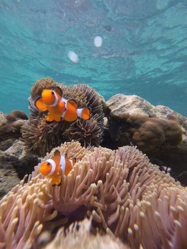 Koh Lipe: Half-Day Snorkelling Trip To 4 Islands 5 Points - Koh Yang Island: Staghorn and Table-Shaped Coral Garden