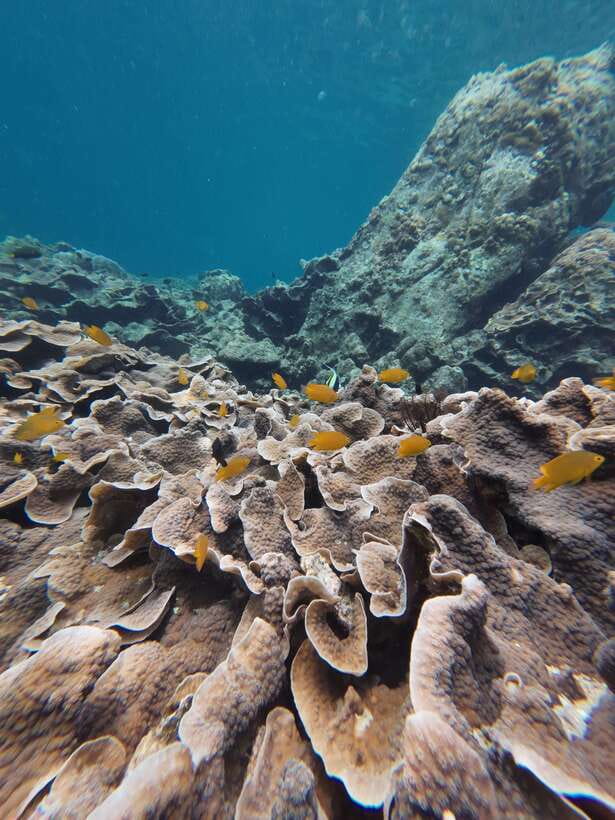 Koh Lipe: Half-Day Snorkelling Trip To 4 Islands 5 Points - Adang Island Finale: Starfish, Clams, and Orange Cup Coral