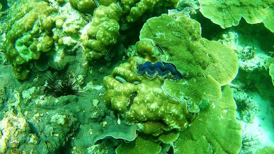 Koh Lipe Snorkeling Trip 6 hours Trip1 - Key highlights at a glance