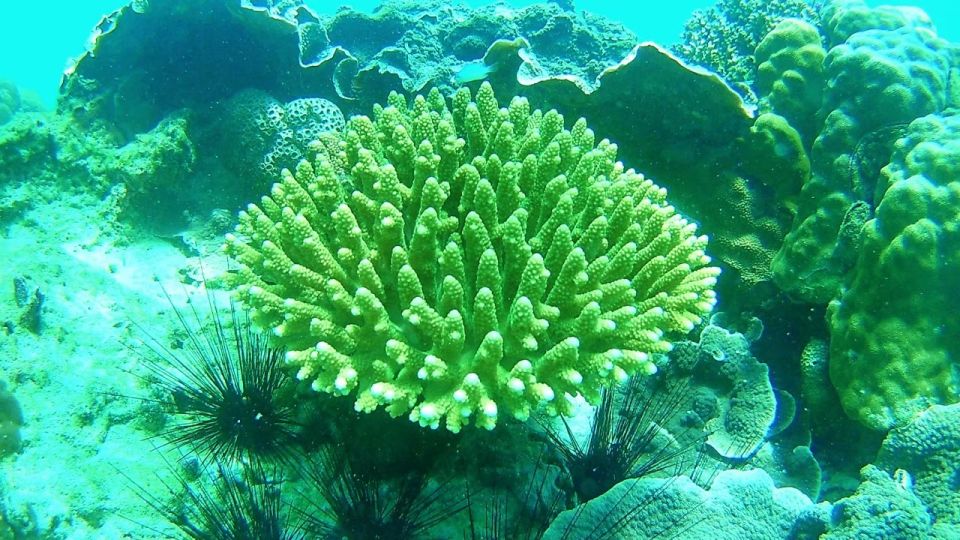 Koh Lipe Snorkeling Trip 6 hours Trip1 - Weather and schedule changes: rain or shine, with wiggle room