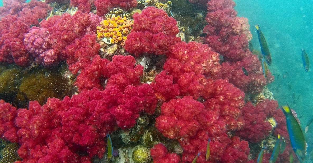 Koh Lipe Snorkeling Trip 6 hours Trip1 - Price and what you really get for $22