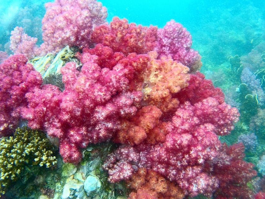 Koh Lipe Snorkeling Trip 6 hours Trip1 - Koh Yang at 1:00 p.m.: coral and fish in calmer conditions