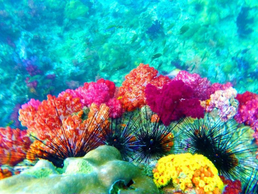 Koh Lipe Snorkeling Trip 6 hours Trip1 - Koh Adang + Sai Sai Bay at 2:00 p.m.: wide bay, rest breaks, beach time