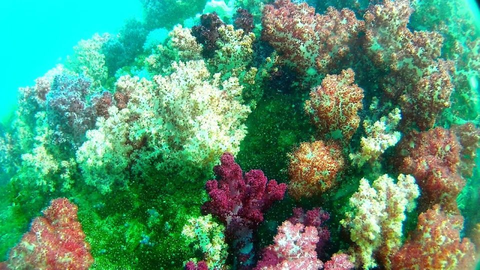 Koh Lipe Snorkeling Trip 6 hours Trip1 - Jabang Channel at 3:00 p.m.: the 7-colored reef finale