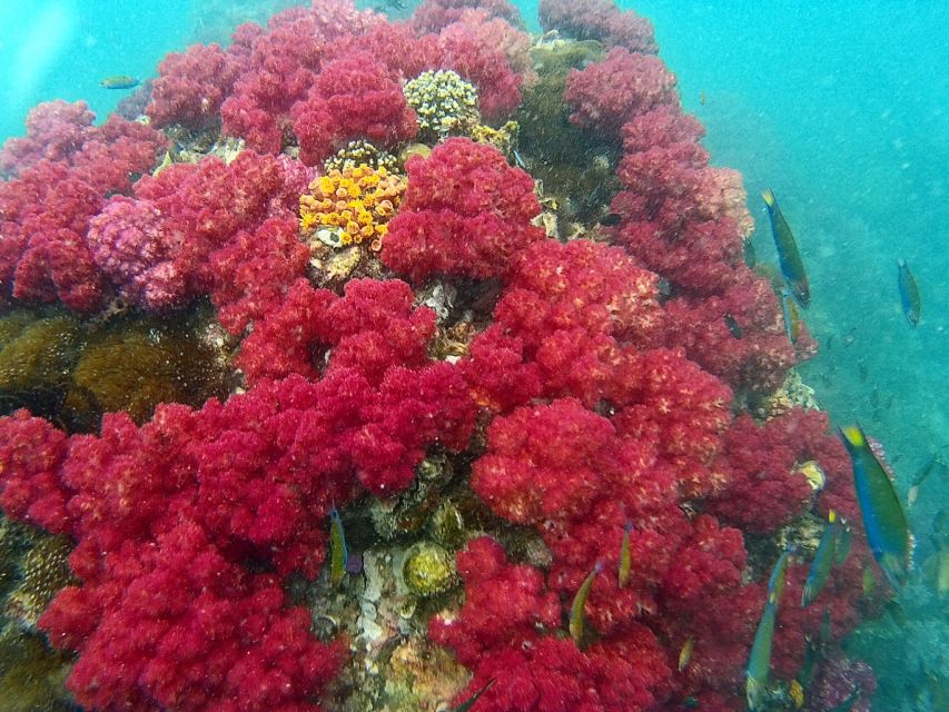 Koh Lipe Snorkeling Trip 6 hours Trip1 - Getting there: Pattaya Beach meet-up at Reggae Bar