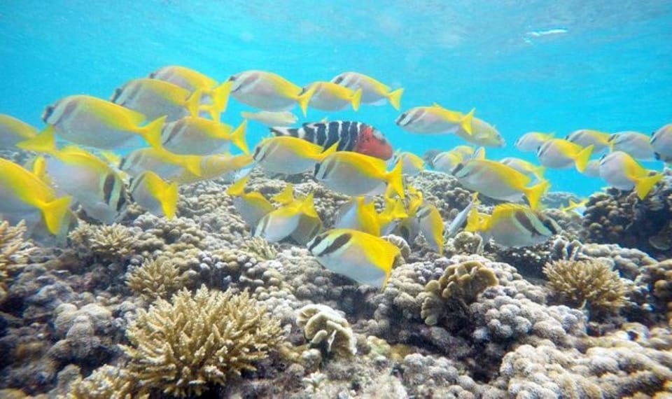 Koh Phangan: Koh Nang Yuan and Koh Tao Snorkeling Tour - Price and value: what’s included at $100 and what you should budget