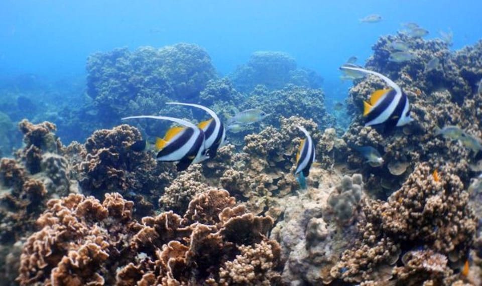 Koh Phangan: Koh Nang Yuan and Koh Tao Snorkeling Tour - Boat comfort and the small logistics that matter more than you think