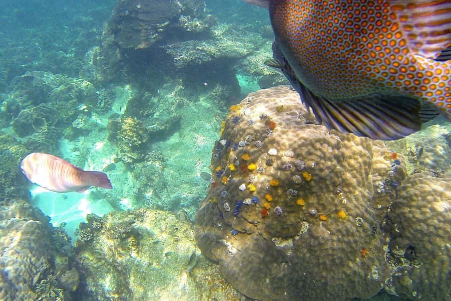 Koh Phangan: Koh Nangyuan & Koh Tao Boat Tour & Snorkeling - The viewpoint walk: short enough, with a wow payoff