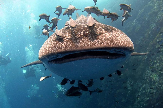 Koh Samui 2-Dive Trip to Sail Rock for certified divers - Key things to know before you go