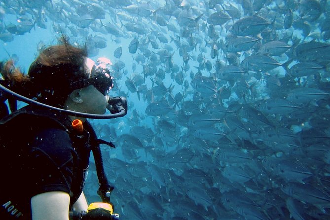 Koh Samui 2-Dive Trip to Sail Rock for certified divers - Your morning starts at 8:00 and moves with less hassle