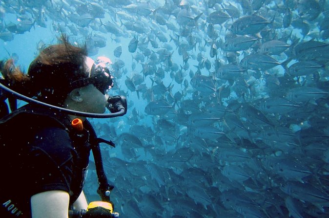 Koh Samui 2-Dive Trip to Sail Rock for certified divers - What the Sail Rock wall and pinnacle can deliver