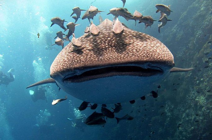 Koh Samui 2-Dive Trip to Sail Rock for certified divers - Guides and group size: you want control, not chaos