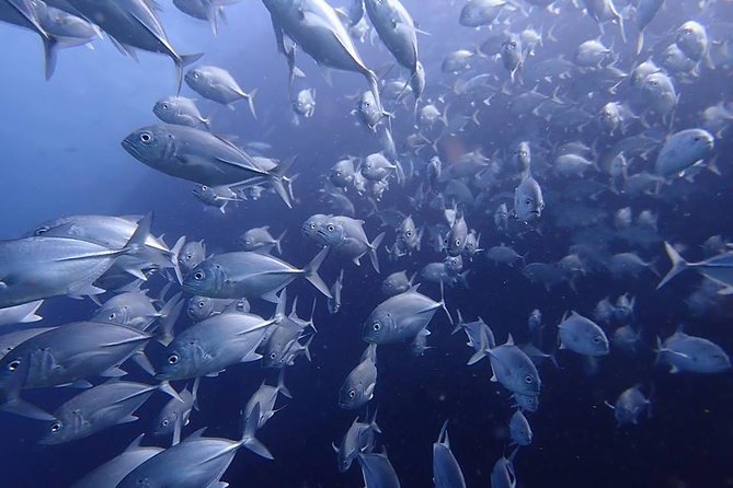 Koh Samui 2-Dive Trip to Sail Rock for certified divers - Certification matters: who this tour fits best