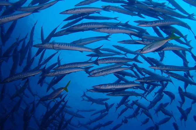 Koh Samui 2-Dive Trip to Sail Rock for certified divers - Two underwater sessions on the same itinerary: better odds, less scramble