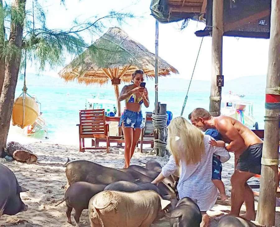 Koh Samui: Amazing Pig Island Tour - Cruise Ship Tours - Koh Mudsum: Where the Pigs Live (And Where You’ll Spend the Rest)
