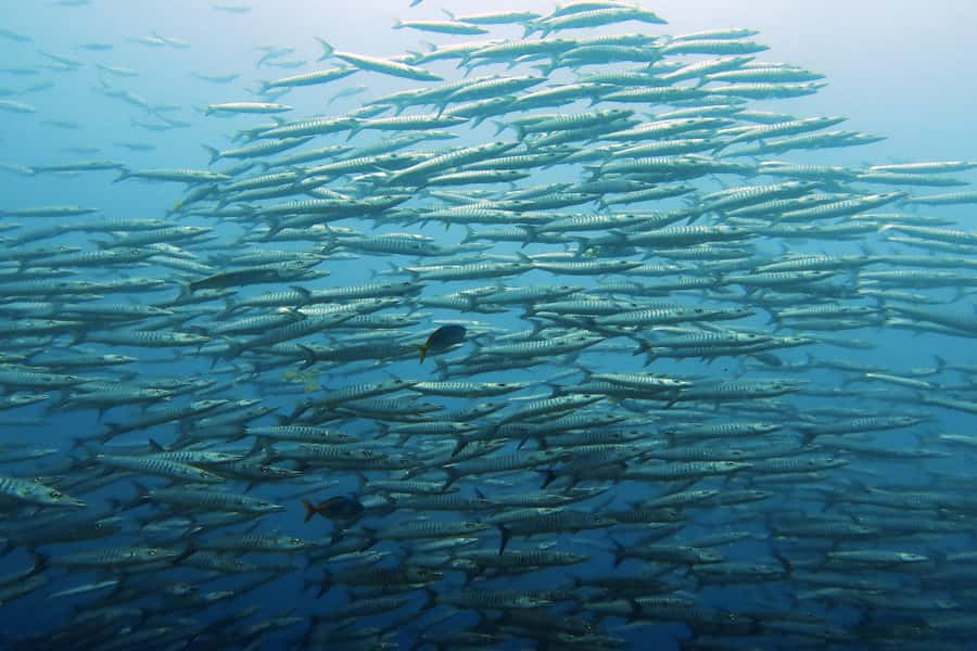 Koh Samui: Day Trip Diving at Sail Rock - Sail Rock (Hin Bai): why this underwater pinnacle keeps earning its fame