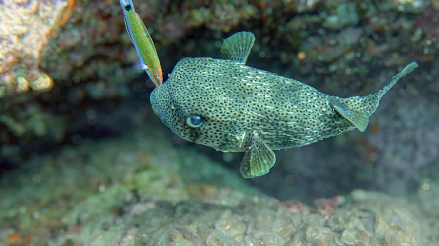 Koh Samui: Day Trip Diving at Sail Rock - Small group of 4 and multilingual instructors: what that means in real life
