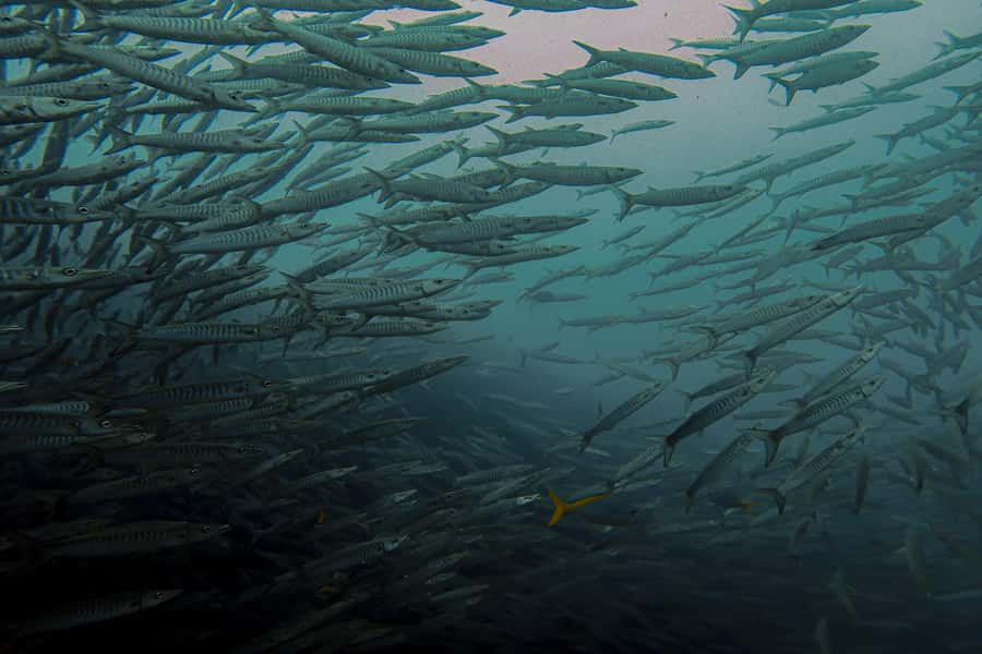 Koh Samui: Day Trip Diving at Sail Rock - What you’re likely to see at Sail Rock (Hin Bai)