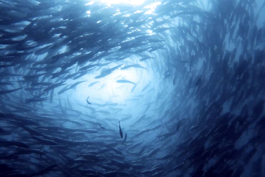Koh Samui: Day Trip Diving at Sail Rock - Practical tips to make the day easier (and nicer)