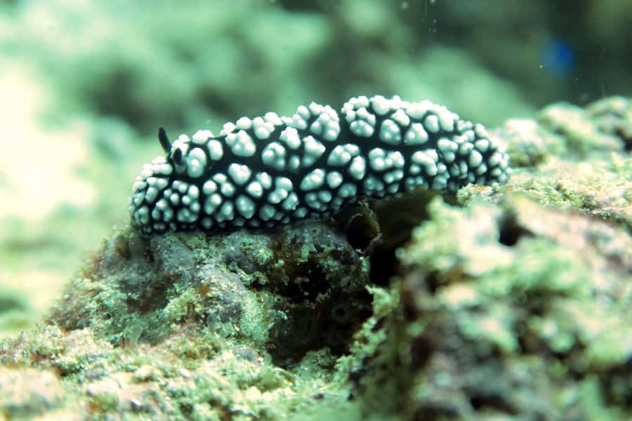 Koh Samui: Discover Scuba Diving - Boat trip time and group experience: small group, real-world logistics
