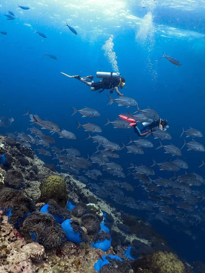 Koh Samui: Discovery Dive to Koh Tao or Sail Rock - Underwater Time #1: What “Beginner-Friendly” Means in Practice