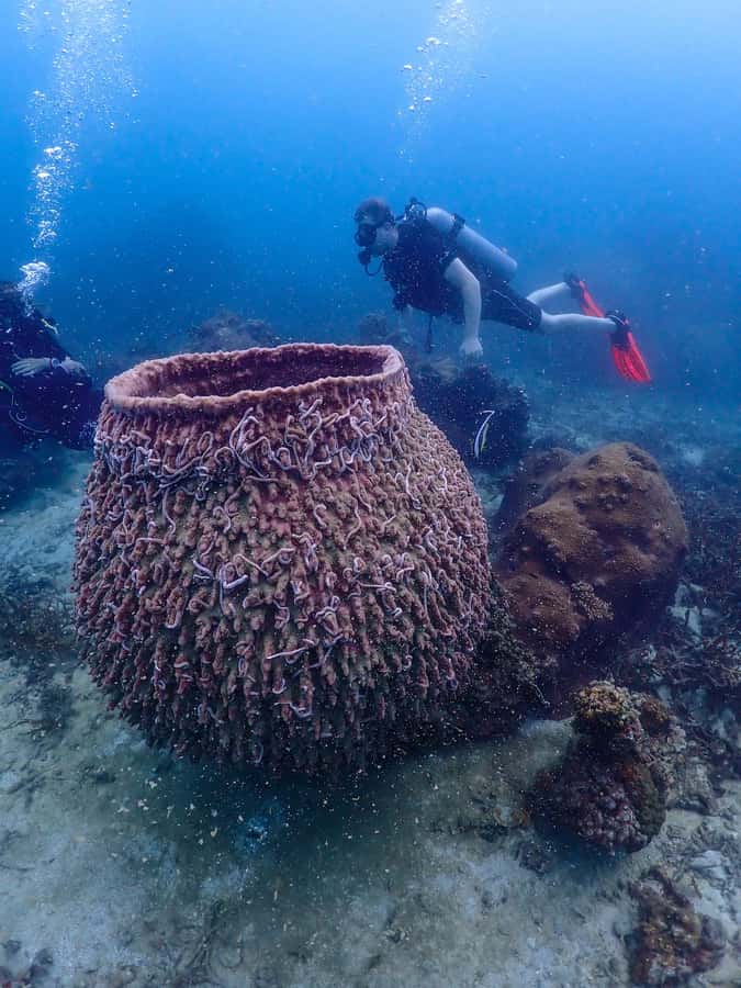 Koh Samui: Dive Tour to Koh Tao - Koh Tao time on land: guided orientation and setup
