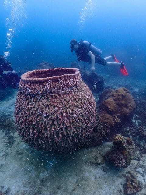 Koh Samui: Dive Tour to Koh Tao - Safety rules you must follow (and why they matter)