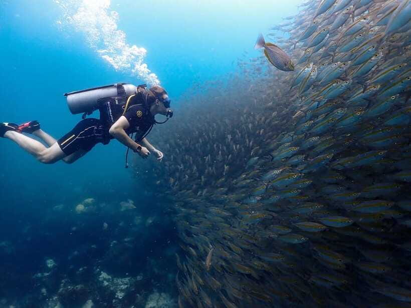 Koh Samui: Dive Tour to Koh Tao - Price and value check: is $212 a good deal for you?