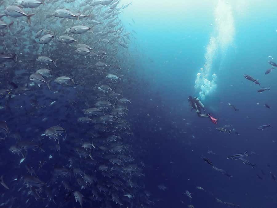 Koh Samui: Dive Tour to Sail Rock - Key highlights worth planning around