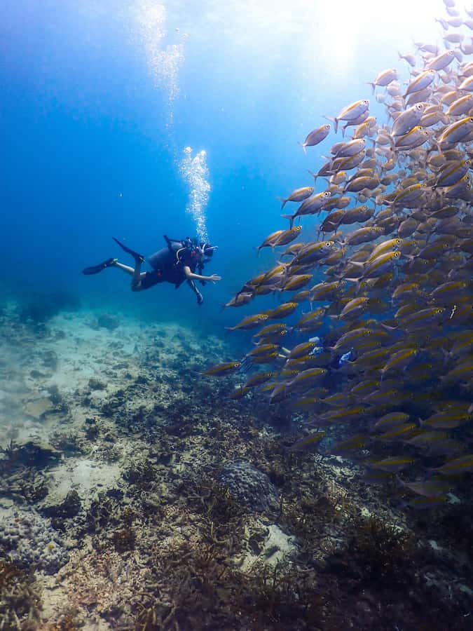 Koh Samui: Dive Tour to Sail Rock - Why Sail Rock’s layout gives you real variety
