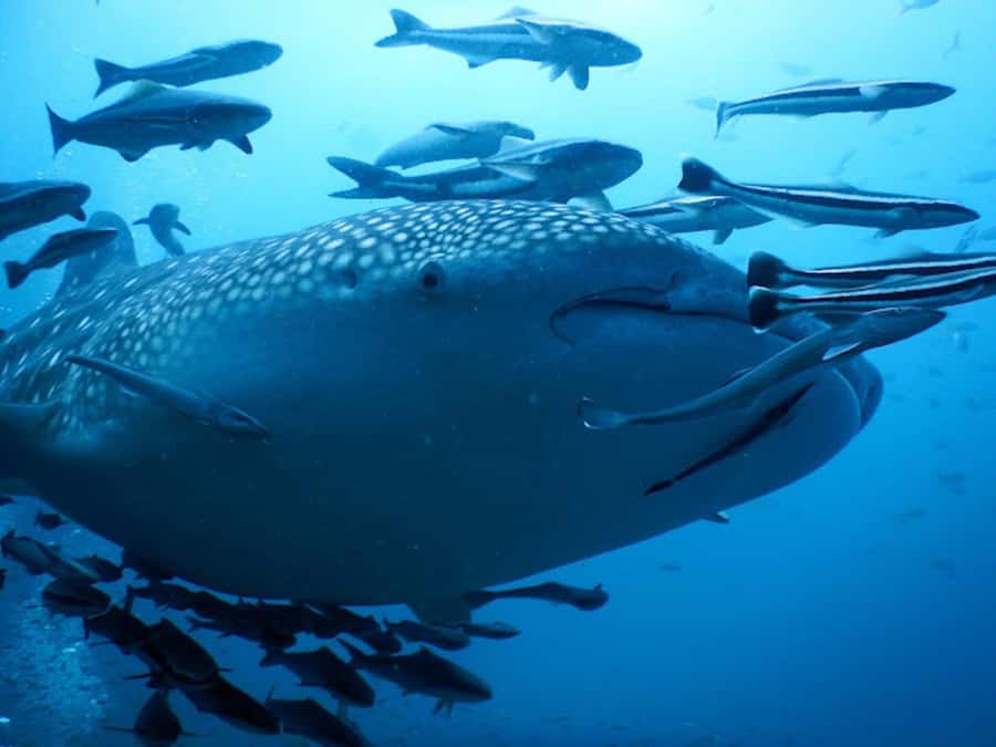 Koh Samui: Dive Tour to Sail Rock - The first guided session: getting comfortable fast