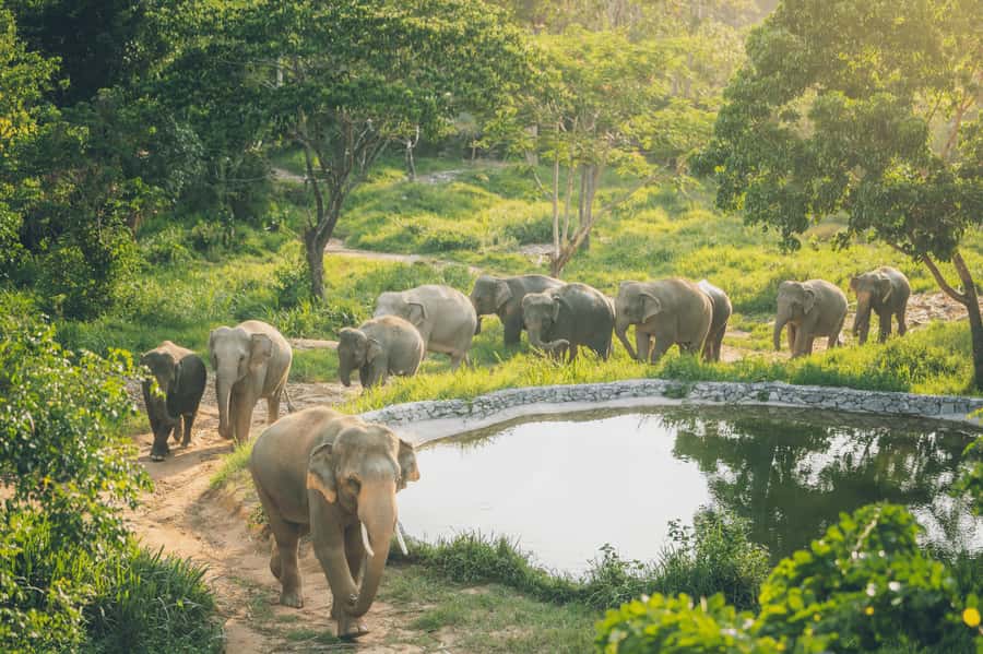 Koh Samui: Elephant Kingdom Sanctuary Half-Day Tour - Key Things I’d Focus On Before You Go