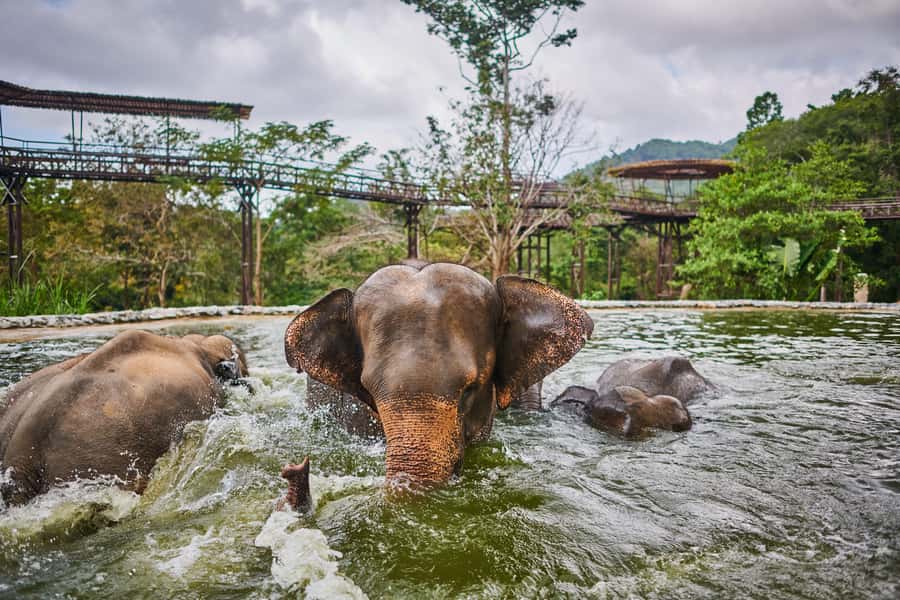 Koh Samui: Elephant Kingdom Sanctuary Half-Day Tour - Who Should Book This Half-Day Sanctuary Tour
