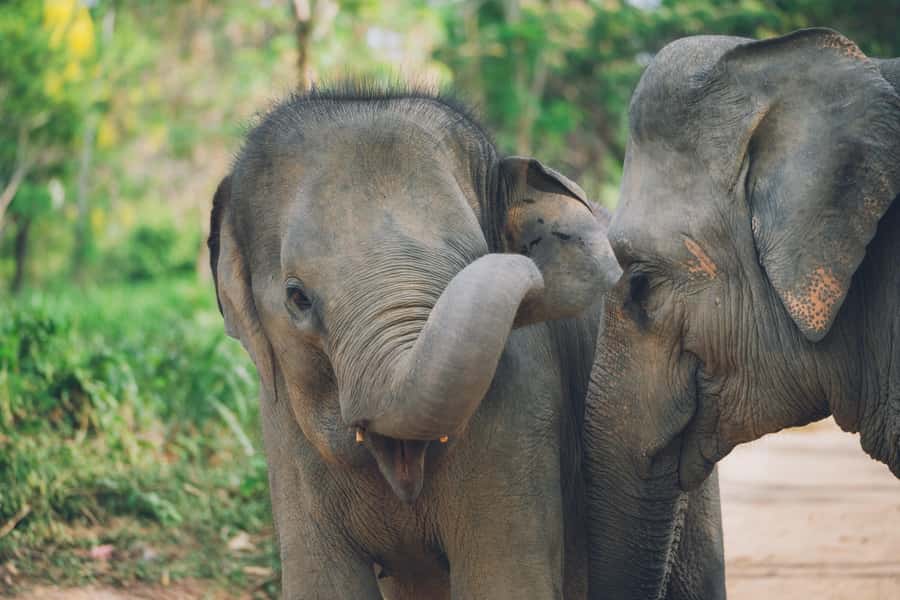Koh Samui: Elephant Kingdom Sanctuary Half-Day Tour - First Stop: The Sanctuary Intro That Sets the Tone