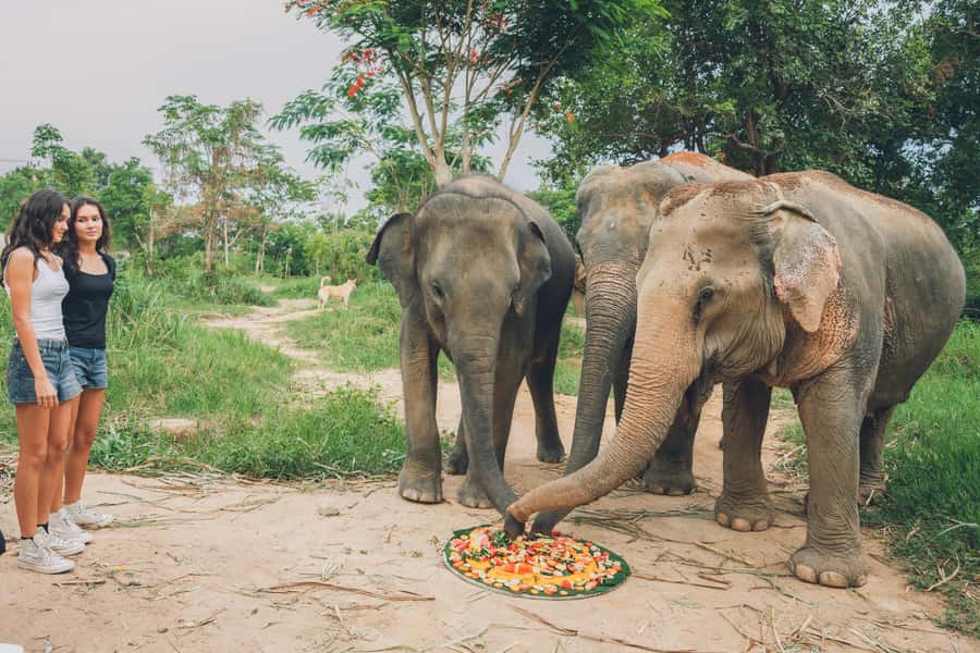 Koh Samui: Elephant Kingdom Sanctuary Half-Day Tour - Feeding on the 400-Meter Skywalk: Up Close Without the Chaos