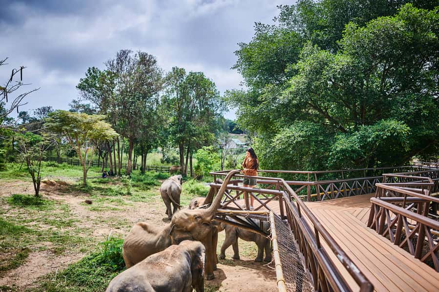 Koh Samui: Elephant Kingdom Sanctuary Half-Day Tour - Lunch at Elephant Kingdom: Premium Buffet With Thai and Western Options