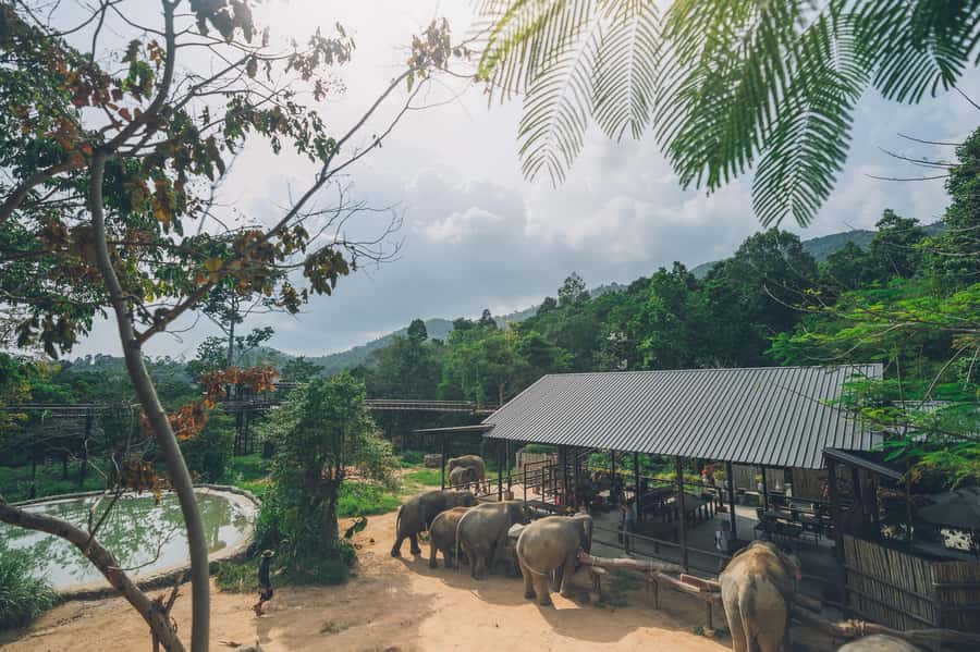 Koh Samui: Elephant Kingdom Sanctuary Half-Day Tour - The Value Question: Is $96 Worth It for Koh Samui?