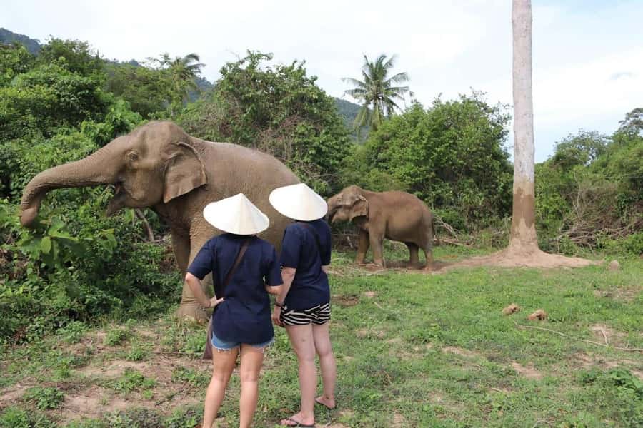 Koh Samui: Elephant Sanctuary and more - Full Day - Samui Elephant Home: feeding, petting, and water cleaning