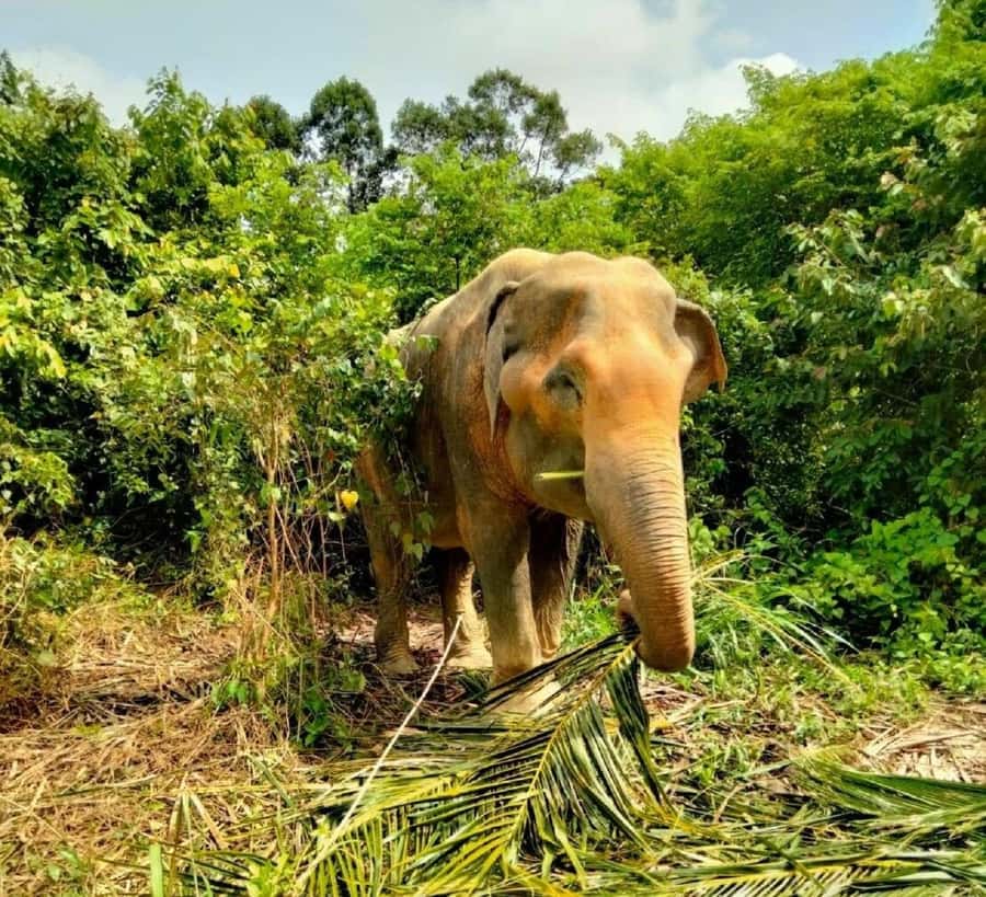 Koh Samui: Elephant Sanctuary and more - Full Day - Hin Ta Hin Yai: the Grandfather’s-Grandmother’s Rocks in real life