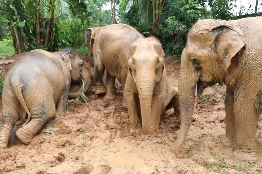 Koh Samui: Elephant Sanctuary and more - Full Day - Silver Beach hour: swim or snorkel time on the east coast