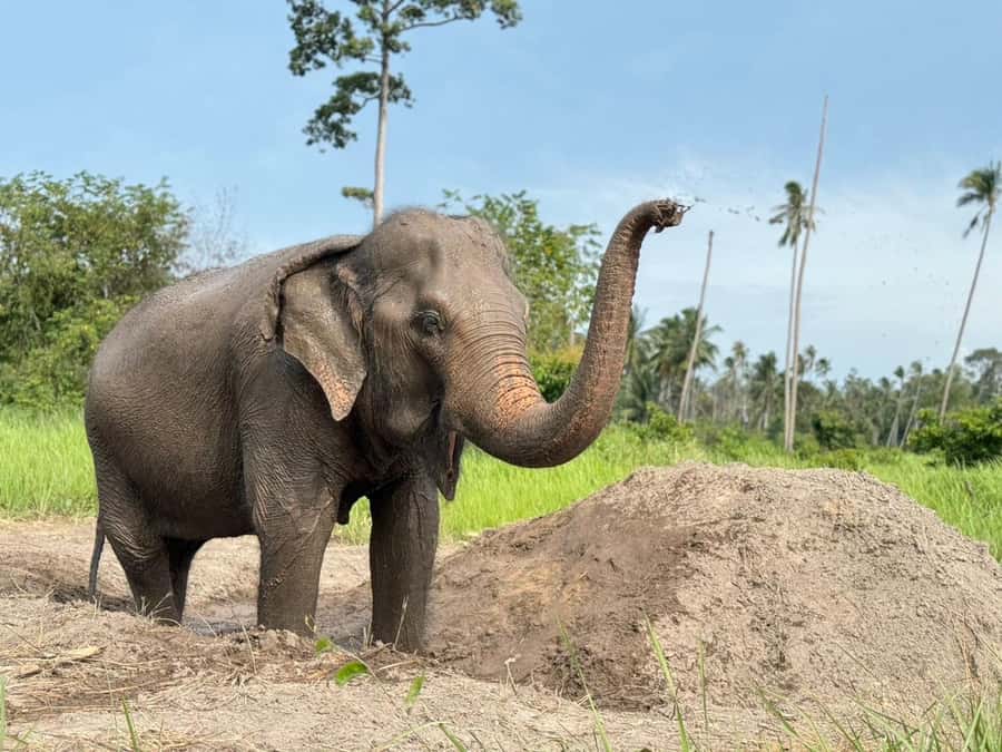 Koh Samui: Ethical Elephant Home Guided Tour with Transfers - Elephant Museum hour: Thai heritage, rescue context, and safety briefing