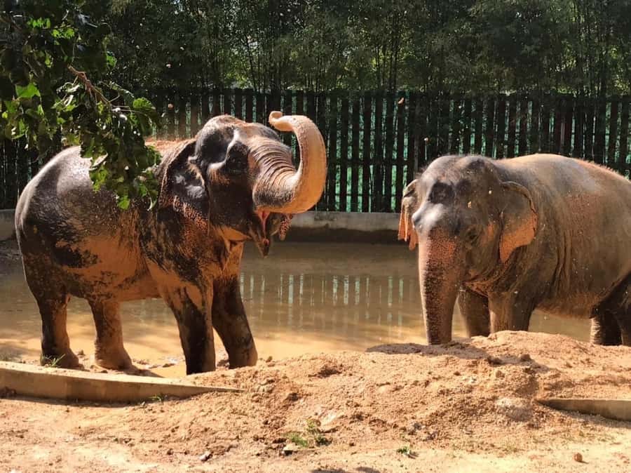 Koh Samui: Ethical Elephant Home Guided Tour with Transfers - Seed bombs in the forest: conservation you can physically make
