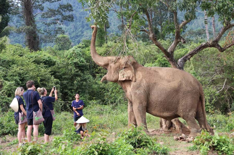 Koh Samui: Ethical Elephant Home Guided Tour with Transfers - Getting there smoothly: hotel pickup around Koh Samui
